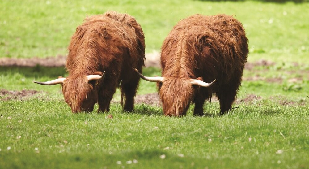 Scotland's Classic Splendour | Belmond Royal Scotsman - Luxury Train Scotland
