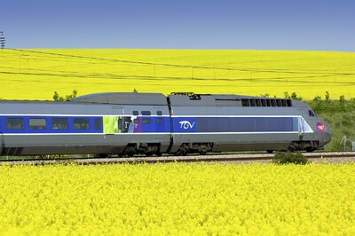 TGV France - Yellow flowers