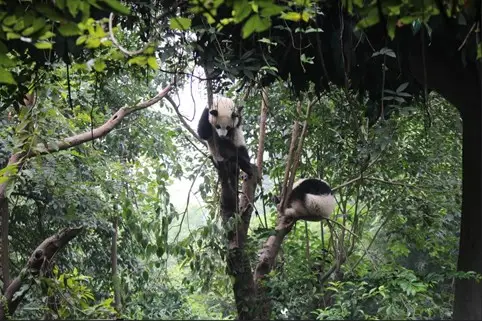 Transsib / Building Block