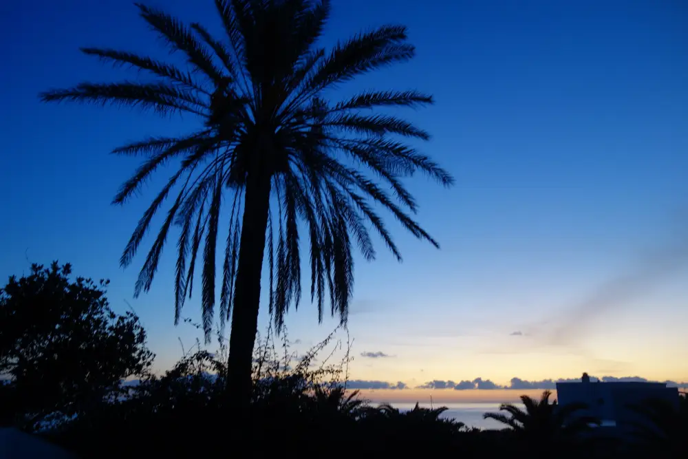 Italie per trein - Palmboom