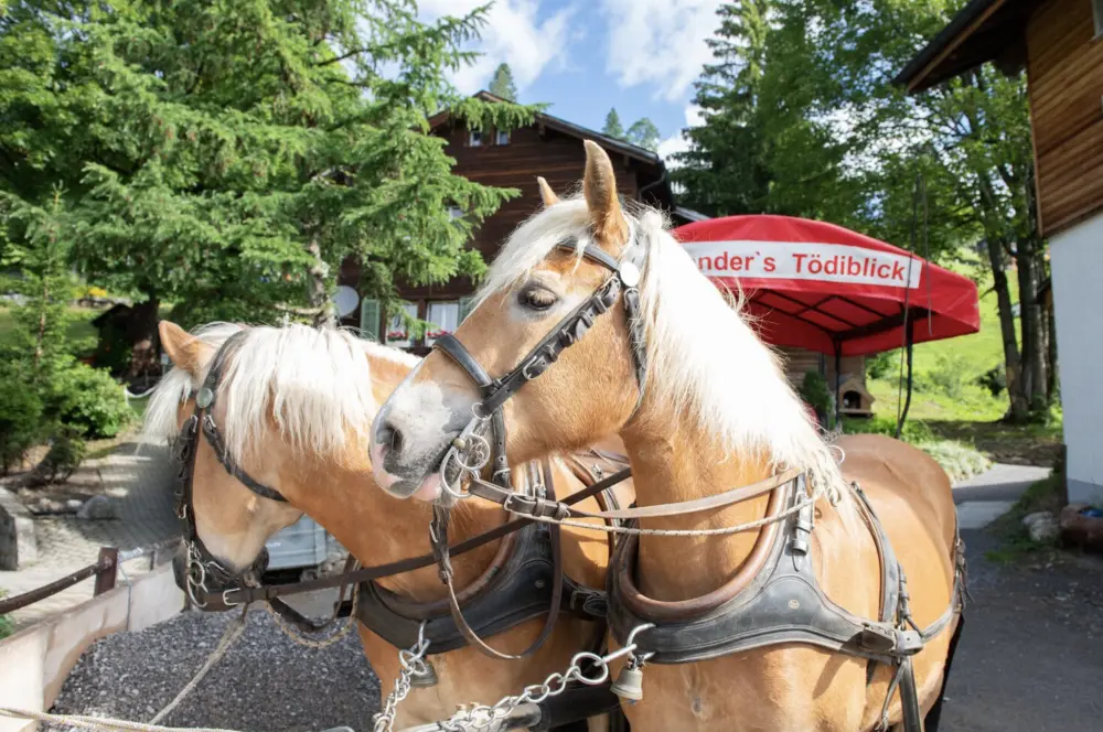 Hotel Tödiblick*** - Vakantie Zwitserland per trein