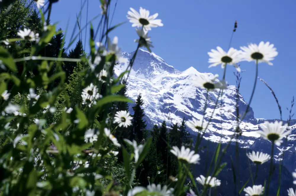 Berner Oberland per trein | Treinvakantie Zwitserland 
