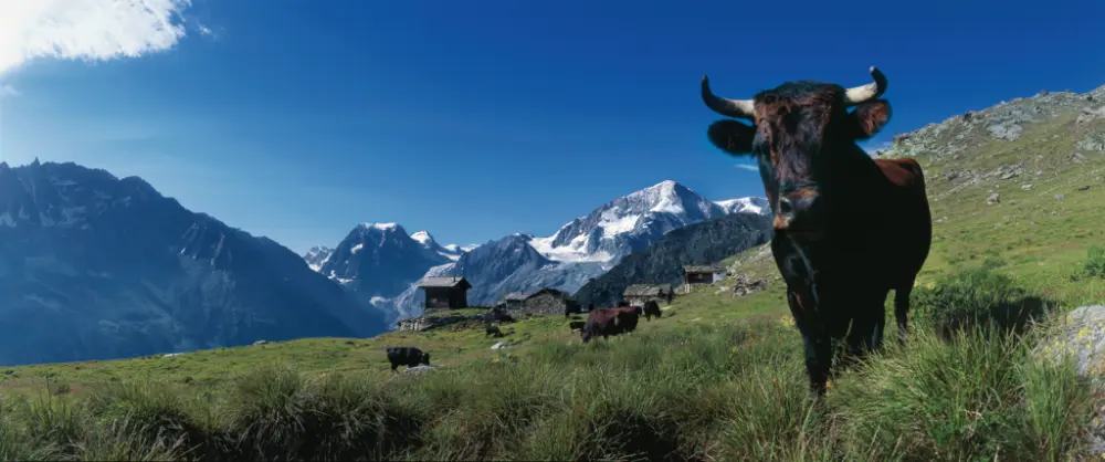 Off the beaten track - Treinrondreis Zwitserland