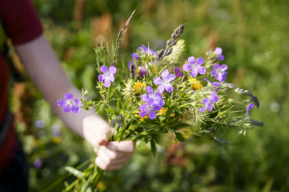 Rondreis Zwitserland Trein | Autovrije dorpen | Veldbloemen