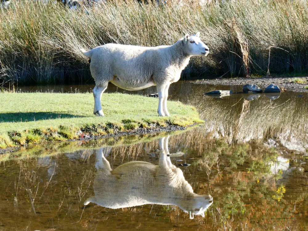 Wales Schaap