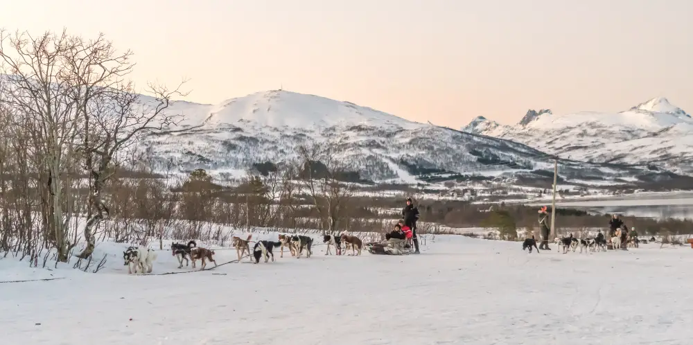 Hurtigruten winter hondeslee